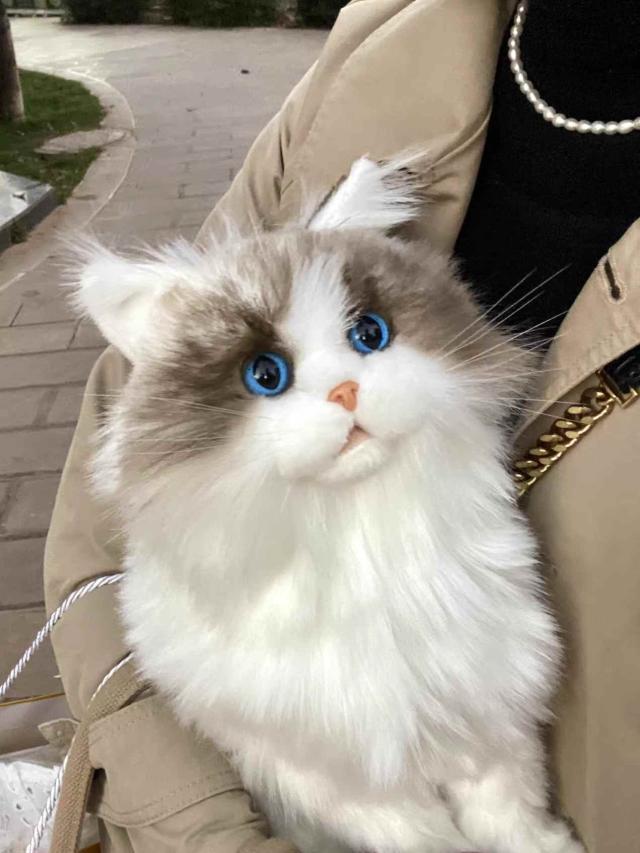 ☆動物のぬいぐるみ インタラクティブなラグドール猫 誕生日 記念日